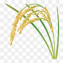 ���� ���� ֲ��-������