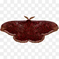 飞蛾 褐红色 昆虫-空若网 飞蛾 褐红色 昆虫-空若网