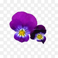 三色堇 植物 有机物-空若网 三色堇 植物 有机物-空若网