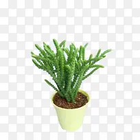 仙人掌 盆栽土 花盆-空若网 仙人掌 盆栽土 花盆-空若网