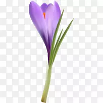 开花植物紫丁香紫色薰衣草-番红花-空若网 开花植物紫丁香紫色薰衣草-番红花-空若网