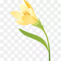 开花植物茎瓣番红花-空若网 开花植物茎瓣番红花-空若网