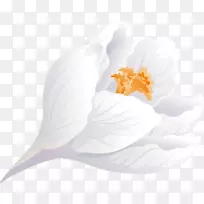 开花植物花瓣开花植物-番红花-空若网 开花植物花瓣开花植物-番红花-空若网