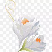 花卉风景画-番红花-空若网 花卉风景画-番红花-空若网