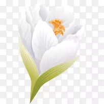 开花植物花瓣开花植物桌面壁纸-番红花-空若网 开花植物花瓣开花植物桌面壁纸-番红花-空若网