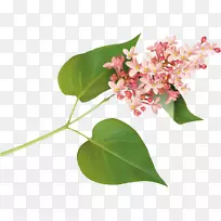 粉红剪贴画-番红花-空若网 粉红剪贴画-番红花-空若网