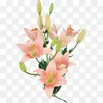 百合花束夹艺术-番红花-空若网 百合花束夹艺术-番红花-空若网