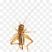 卡通 昆虫 蝗虫-空若网 卡通 昆虫 蝗虫-空若网