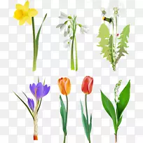 百合花剪贴画-番红花-空若网 百合花剪贴画-番红花-空若网