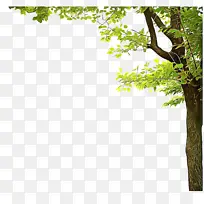 边框和框架 树木 树枝-空若网 边框和框架 树木 树枝-空若网