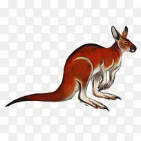 红狐 袋鼠 巨足动物-空若网 红狐 袋鼠 巨足动物-空若网