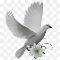 鸽子和鸽子 鸟 博客-空若网 鸽子和鸽子 鸟 博客-空若网
