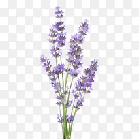 薰衣草 瓦伦索尔 福托利亚-空若网 薰衣草 瓦伦索尔 福托利亚-空若网