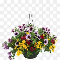 ����������ֲ�ﻨ������ĳ��򻨻ܻ���-������