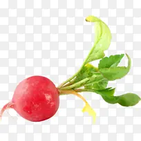 萝卜 蔬菜 食品-空若网 萝卜 蔬菜 食品-空若网