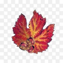 秋天 叶子 博客-空若网 秋天 叶子 博客-空若网