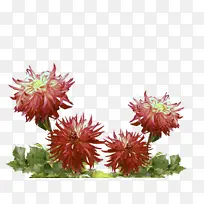 花 植物 开花植物-空若网 花 植物 开花植物-空若网
