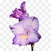 ˮ�ʻ� ���� ʪī-������