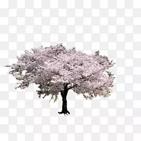 樱花-空若网 樱花-空若网