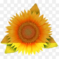 向日葵 花 黄色-空若网 向日葵 花 黄色-空若网