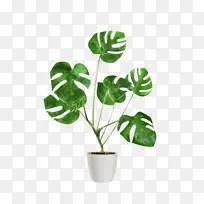 叶 植物 花-空若网 叶 植物 花-空若网