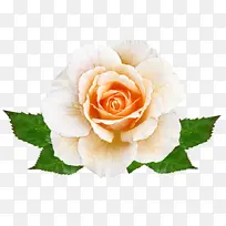 花卉 开花植物 茱莉亚儿童玫瑰-空若网 花卉 开花植物 茱莉亚儿童玫瑰-空若网