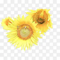 卡通 花卉 黄色-空若网 卡通 花卉 黄色-空若网