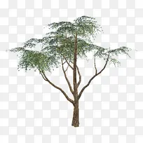 树木 植物 树枝-空若网 树木 植物 树枝-空若网