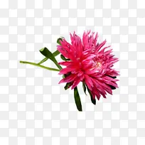 采购产品花 开花植物 植物-空若网 采购产品花 开花植物 植物-空若网