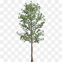 �� ֲ�� ��-������