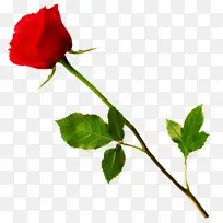 花 开花植物 植物-空若网 花 开花植物 植物-空若网