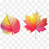 Ҷ �� ��Ҷ-������