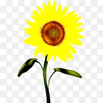 花 向日葵 黄色-空若网 花 向日葵 黄色-空若网