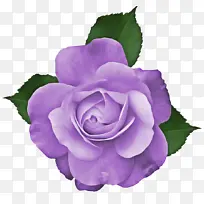 花朵 开花植物 紫色-空若网 花朵 开花植物 紫色-空若网