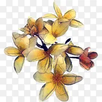 �� ֲ�� ����ֲ��-������