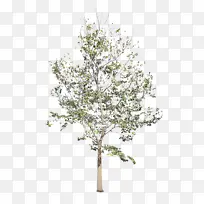 树 植物 白色-空若网 树 植物 白色-空若网