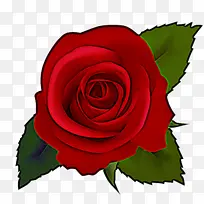 玫瑰 花园玫瑰 花朵-空若网 玫瑰 花园玫瑰 花朵-空若网
