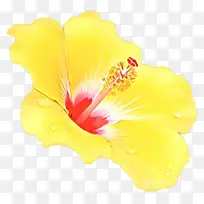 卡通 芙蓉 花-空若网 卡通 芙蓉 花-空若网