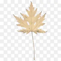 叶 树 植物-空若网 叶 树 植物-空若网