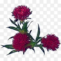 花卉 开花植物 植物-空若网 花卉 开花植物 植物-空若网