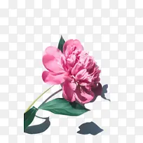 �ɹ���Ʒ�� ����ֲ�� ����-������