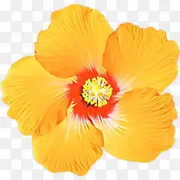 卡通 开花植物 花瓣-空若网 卡通 开花植物 花瓣-空若网