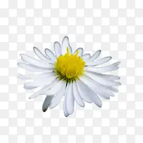 采购产品花 开花植物 雏菊-空若网 采购产品花 开花植物 雏菊-空若网
