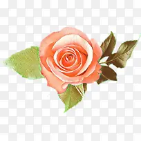 卡通 花卉 花园玫瑰-空若网 卡通 花卉 花园玫瑰-空若网