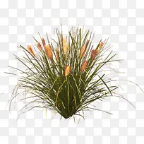 植物 花 草-空若网 植物 花 草-空若网