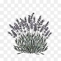 草 植物 薰衣草-空若网 草 植物 薰衣草-空若网