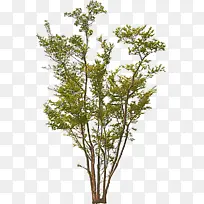 树 植物 树枝-空若网 树 植物 树枝-空若网