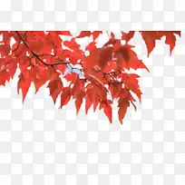 树 叶 红-空若网 树 叶 红-空若网