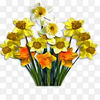 花卉 开花植物 切花-空若网 花卉 开花植物 切花-空若网