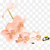 ��ɫ ���� ֲ��-������